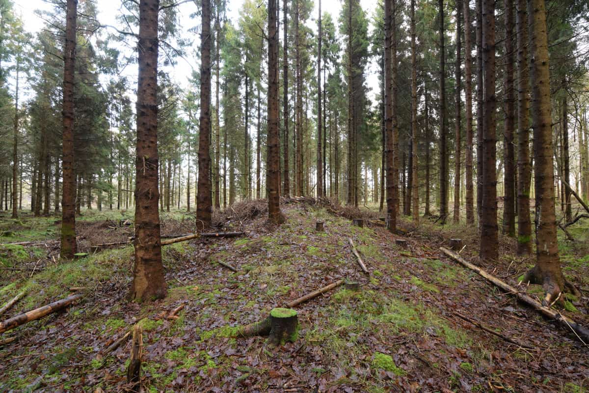 Site Visit Part I – Randalstown Forest, First World War Rifle Range